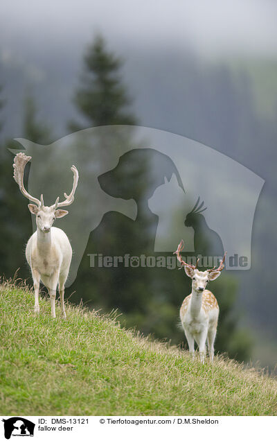Damwild / fallow deer / DMS-13121