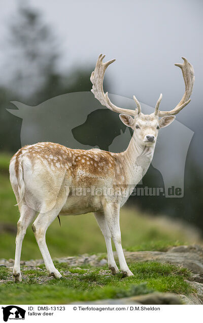 Damwild / fallow deer / DMS-13123