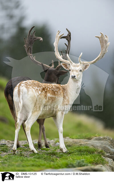Damwild / fallow deer / DMS-13125