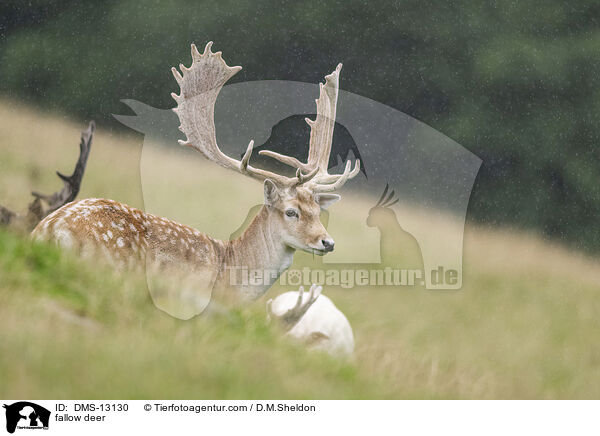 Damwild / fallow deer / DMS-13130