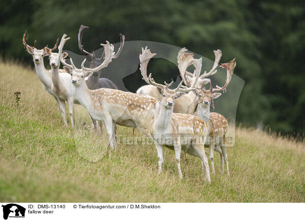 Damwild / fallow deer / DMS-13140