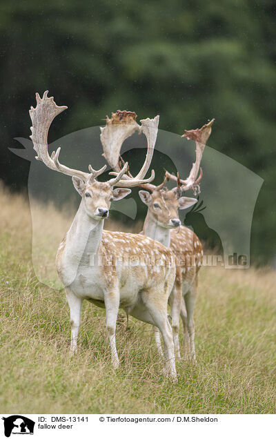 Damwild / fallow deer / DMS-13141