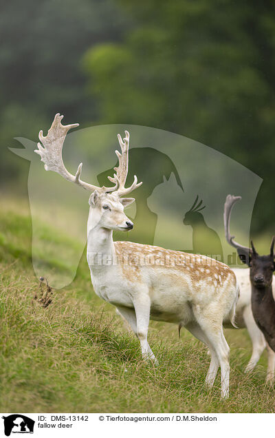 fallow deer / DMS-13142