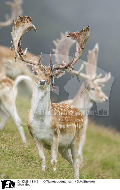 Damwild / fallow deer / DMS-13143