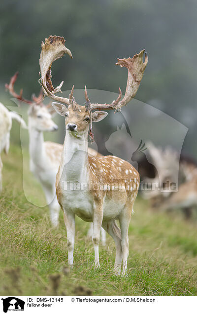 Damwild / fallow deer / DMS-13145