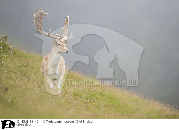 Damwild / fallow deer / DMS-13146
