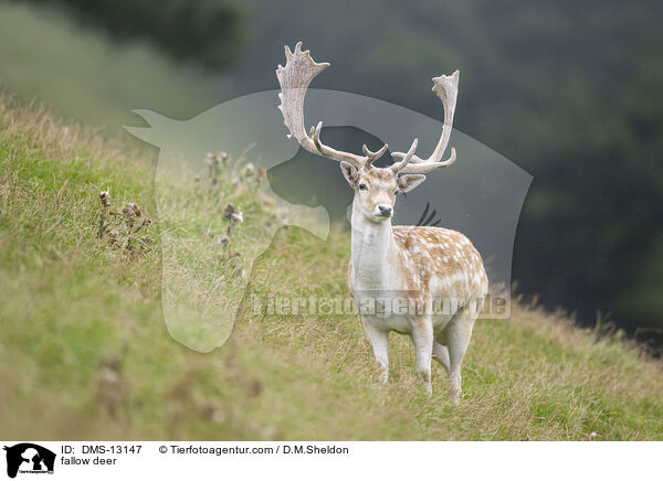 Damwild / fallow deer / DMS-13147