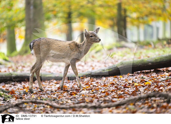 Damwild / fallow deer / DMS-13791