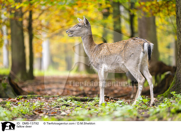Damwild / fallow deer / DMS-13792