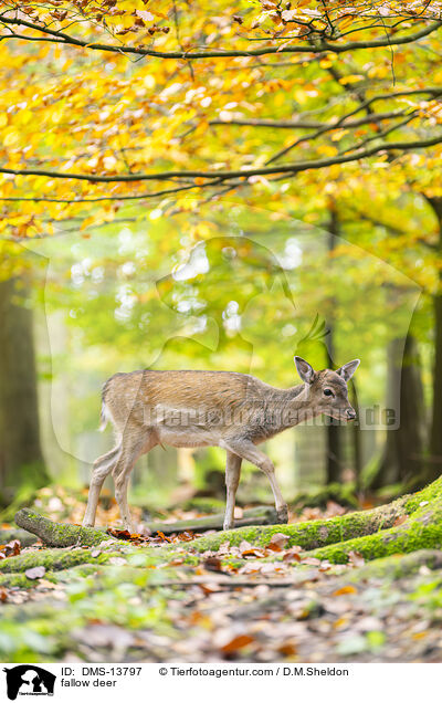 Damwild / fallow deer / DMS-13797