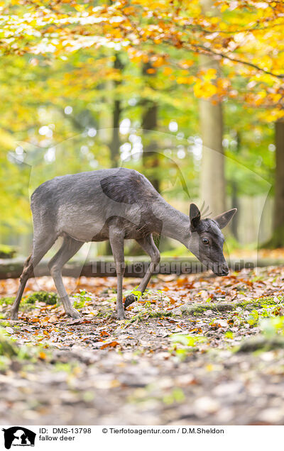 Damwild / fallow deer / DMS-13798