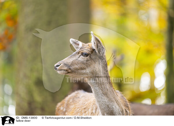 Damwild / fallow deer / DMS-13800