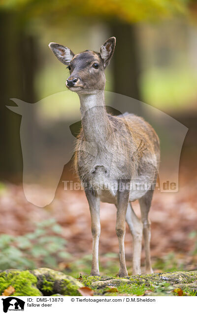 Damwild / fallow deer / DMS-13870