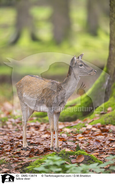 Damwild / fallow deer / DMS-13874