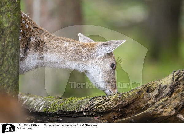Damwild / fallow deer / DMS-13879