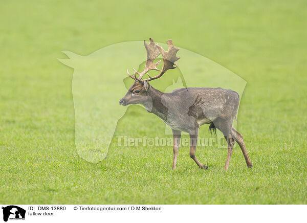 Damwild / fallow deer / DMS-13880