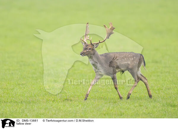 Damwild / fallow deer / DMS-13881
