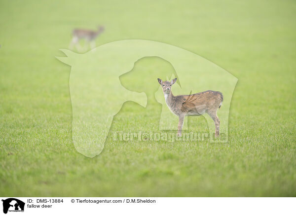 Damwild / fallow deer / DMS-13884