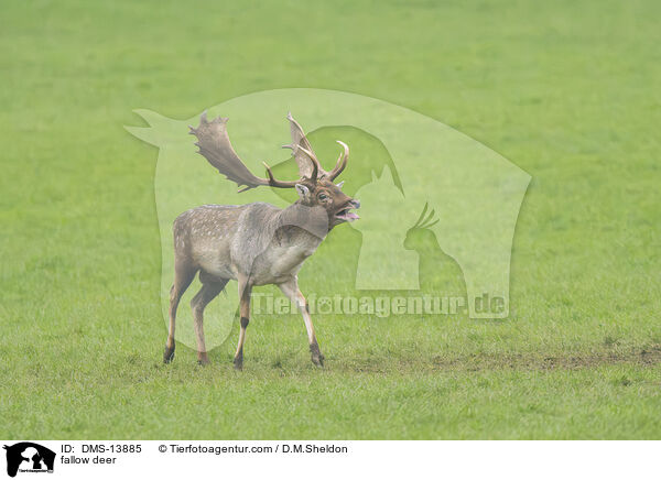 Damwild / fallow deer / DMS-13885