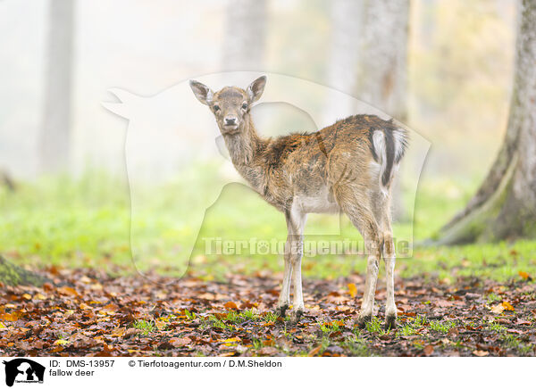 Damwild / fallow deer / DMS-13957