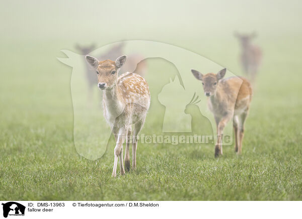 Damwild / fallow deer / DMS-13963