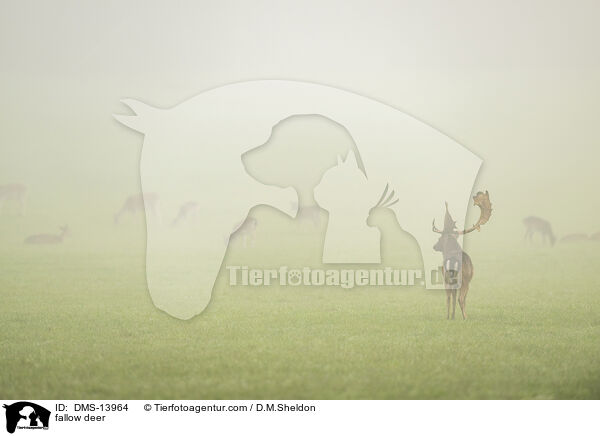 Damwild / fallow deer / DMS-13964
