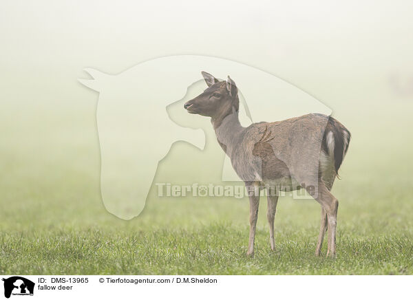 fallow deer / DMS-13965
