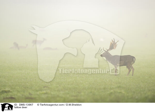 Damwild / fallow deer / DMS-13967