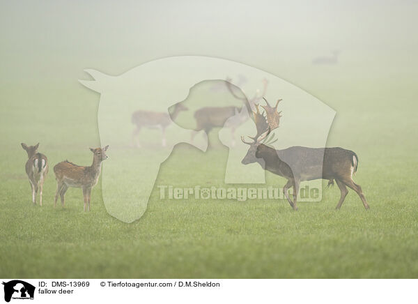 Damwild / fallow deer / DMS-13969