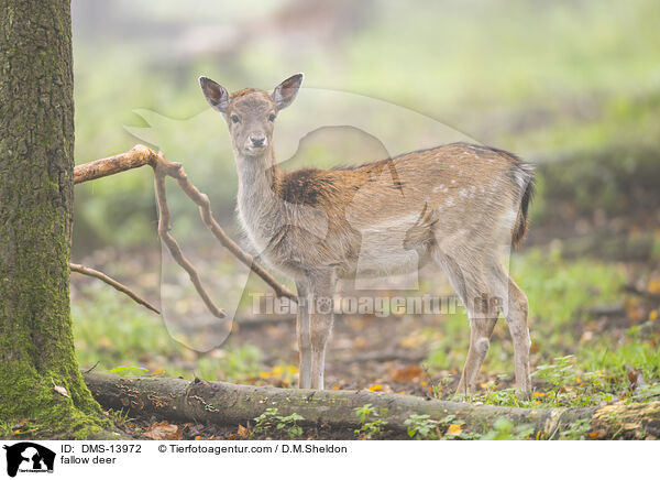 Damwild / fallow deer / DMS-13972