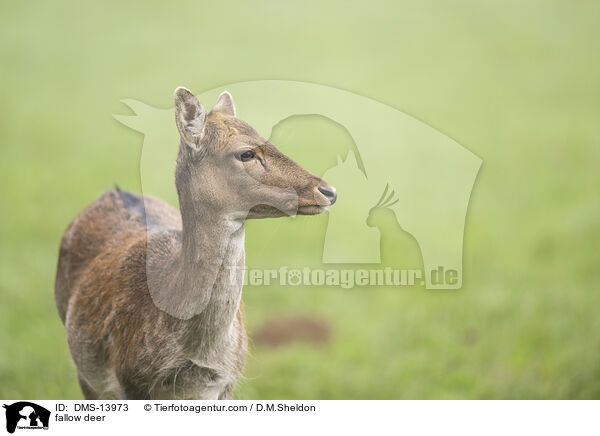 Damwild / fallow deer / DMS-13973