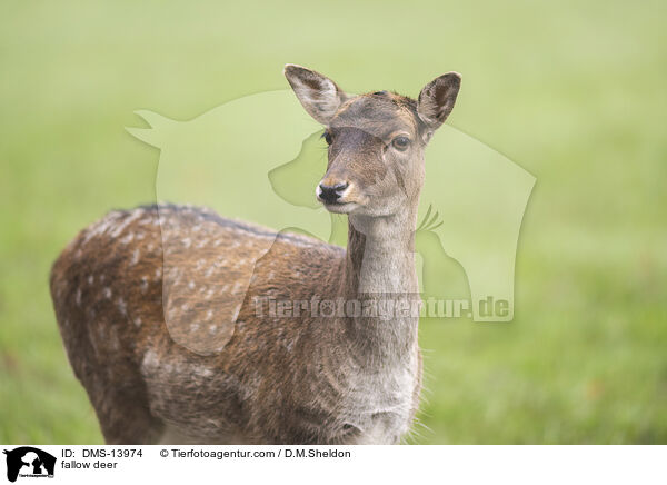 Damwild / fallow deer / DMS-13974