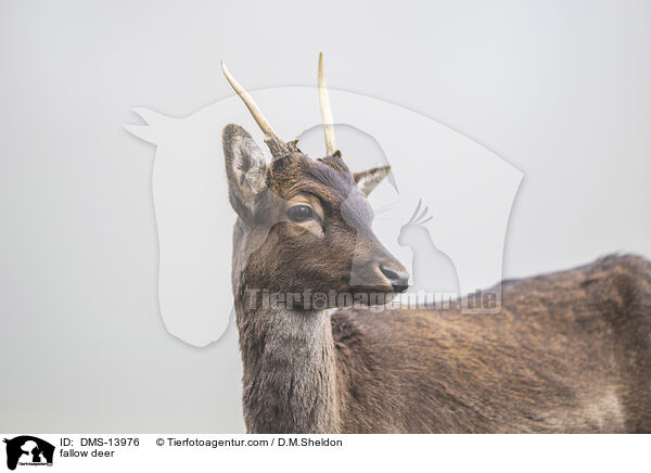 fallow deer / DMS-13976
