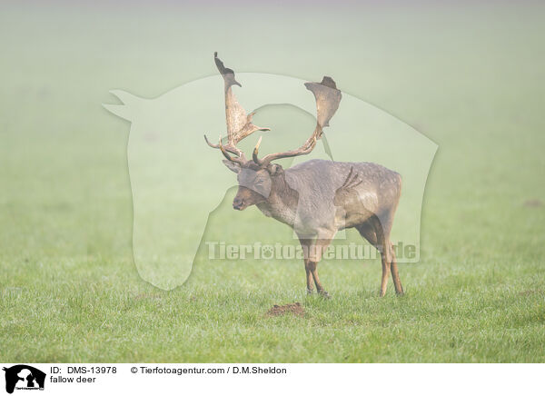 Damwild / fallow deer / DMS-13978