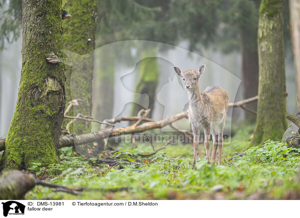 Damwild / fallow deer / DMS-13981