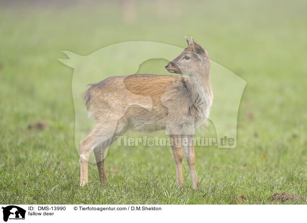 Damwild / fallow deer / DMS-13990