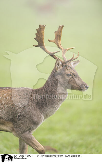 Damwild / fallow deer / DMS-13991
