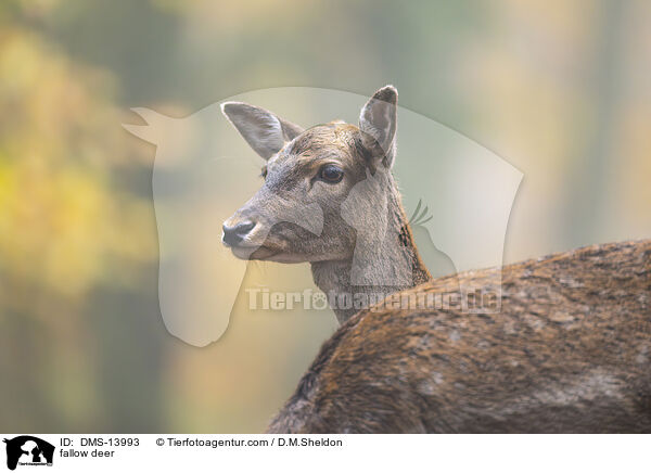 Damwild / fallow deer / DMS-13993