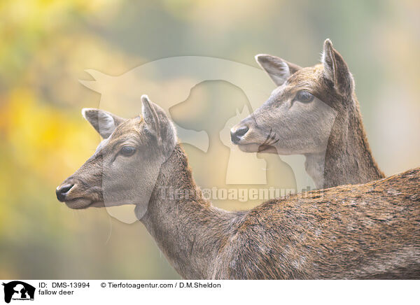 Damwild / fallow deer / DMS-13994