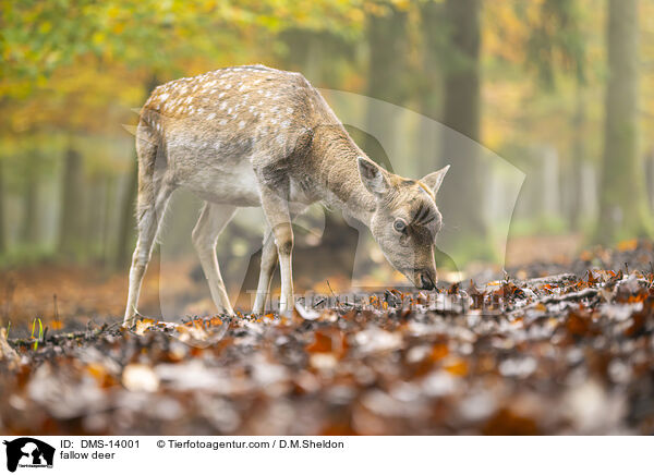Damwild / fallow deer / DMS-14001