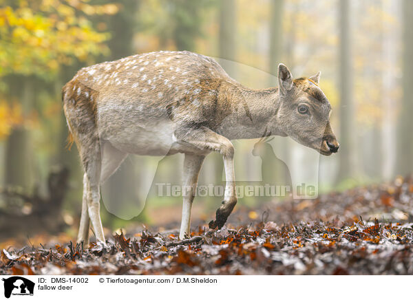 Damwild / fallow deer / DMS-14002