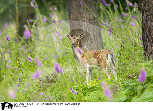 Damwild / Fallow deer / DMS-15398