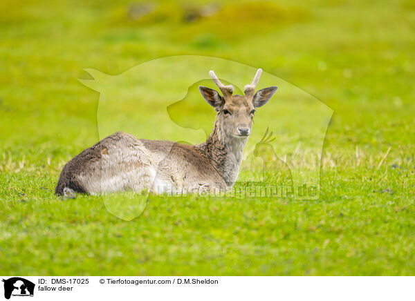 Damwild / fallow deer / DMS-17025
