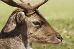 Fallow Deer