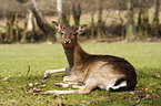 Fallow Deer