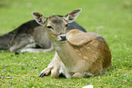 fallow deer