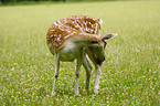 cleaning fallow deer