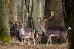deers