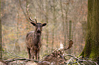 deer