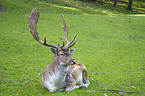 fallow deer